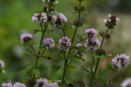 Mentha aquaticaWatermunt bestellen